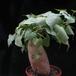 Ipomoea batatas 2