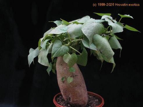 Ipomoea batatas 2