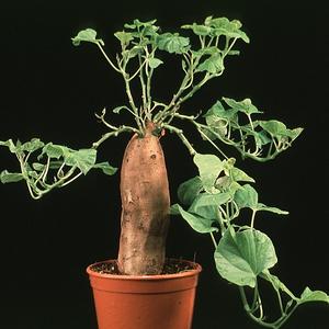 Ipomoea batatas