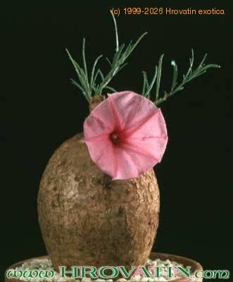 Ipomoea bolusiana 1622