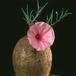 Ipomoea bolusiana 1622