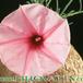 Ipomoea bolusiana flower 1623