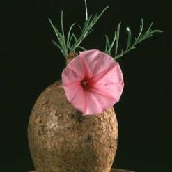 Ipomoea bolusiana