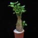 Ipomoea patatas