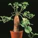 Ipomoea patatas SIb