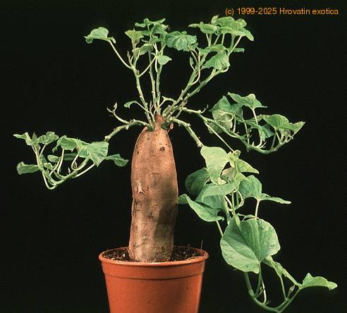 Ipomoea patatas SIb