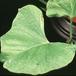 Ipomoea patatas SIl