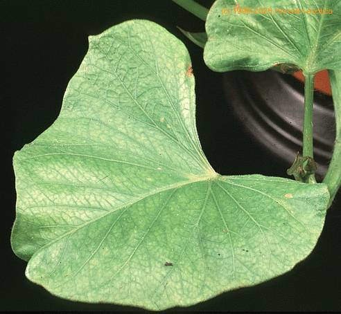 Ipomoea patatas SIl