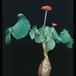 Jatropha podagrica 1627