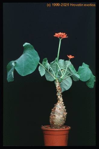 Jatropha podagrica 1627