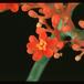 Jatropha podagrica 1628