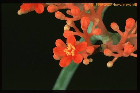 Jatropha podagrica 1628