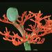 Jatropha podagrica 1635
