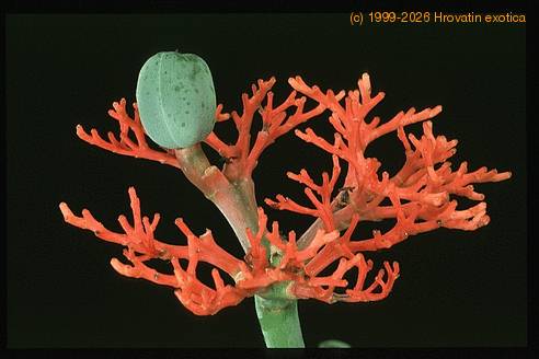 Jatropha podagrica 1635