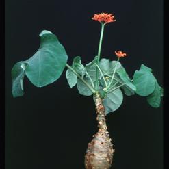 Jatropha podagrica