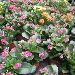 Kalanchoe blossfeldiana
