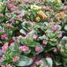 Kalanchoe blossfeldiana