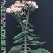 Kalanchoe dorothy 1056