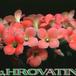 Kalanchoe dorothy flower 1057