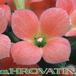 Kalanchoe dorothy flower 1058