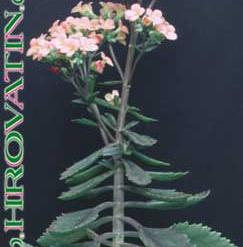 Kalanchoe dorothy