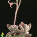 Kalanchoe eriophylla 1307