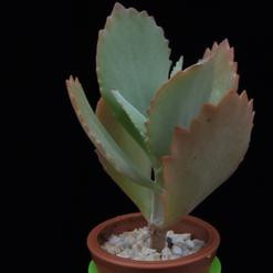 Kalanchoe fedtschenkoi