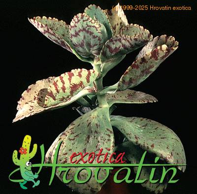 Kalanchoe marmorata 1233