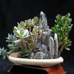 Kalanchoe marmorata