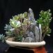 Kalanchoe marmorata-Crassula Hobbit-Pachyphytum weinbergii
