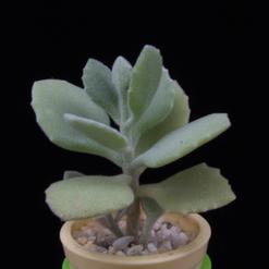 Kalanchoe millotii
