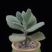 Kalanchoe millottii MOP