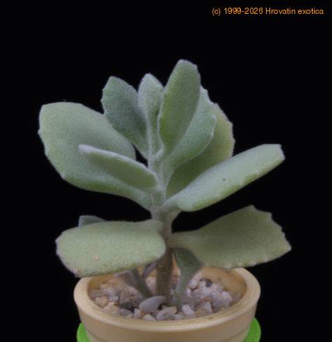 Kalanchoe millottii MOP