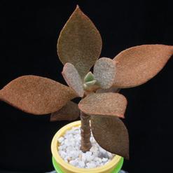 Kalanchoe orgyalis