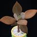 Kalanchoe origalis MOP