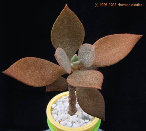 Kalanchoe origalis MOP