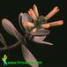 Kalanchoe scapigera 1323