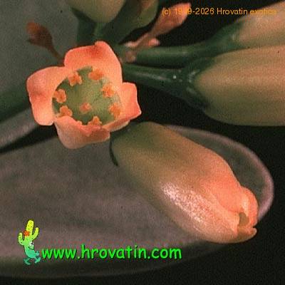 Kalanchoe scapigera closeup 1325