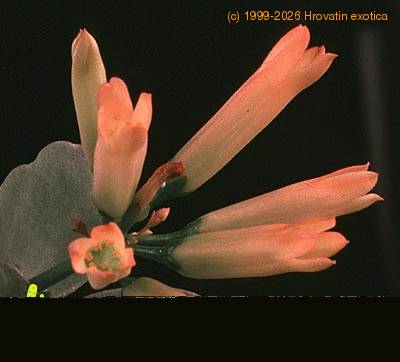 Kalanchoe scapigera flower 1324