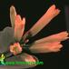 Kalanchoe scapigera flower 1324