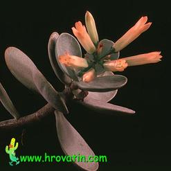Kalanchoe scapigera