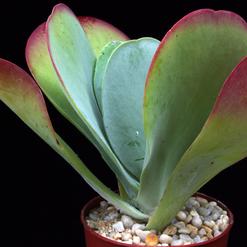 Kalanchoe thyrsifolia