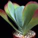 Kalanchoe thyrsifolia SIb