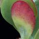 Kalanchoe thyrsifolia SIl