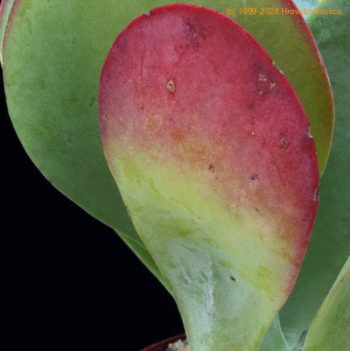Kalanchoe thyrsifolia SIl