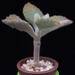 Kalanchoe tomentosa