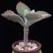 Kalanchoe tomentosa MOP