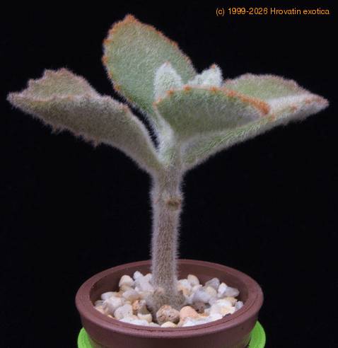 Kalanchoe tomentosa MOP
