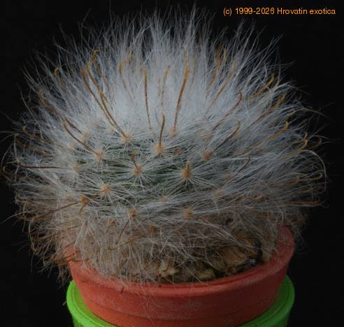 Krainzia guelzoviana MOP