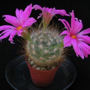 Krainzia guelzowiana